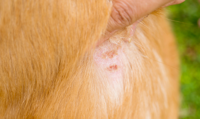 Sarna en perros: síntomas, tratamiento y prevención