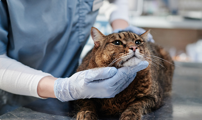 Enfermedades en gatos: síntomas y prevención
