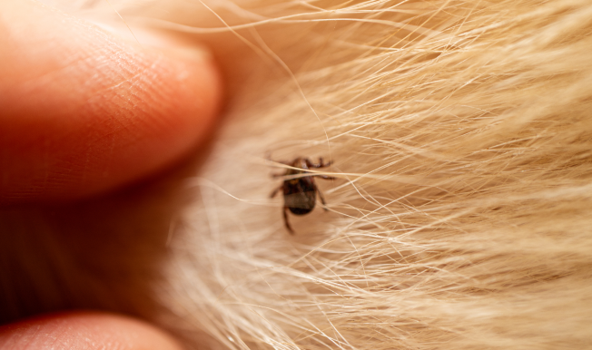 Garrapatas en perros: cómo eliminarlas y prevenirlas