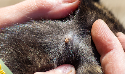 Garrapatas en gatos: cómo detectarlas y prevenirlas