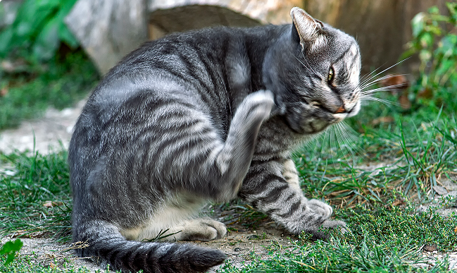 Pulgas en gatos: síntomas, causas y prevención