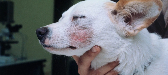 Demodicosis localizada