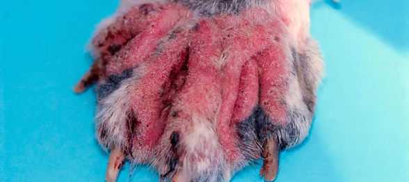 Pododemodicosis