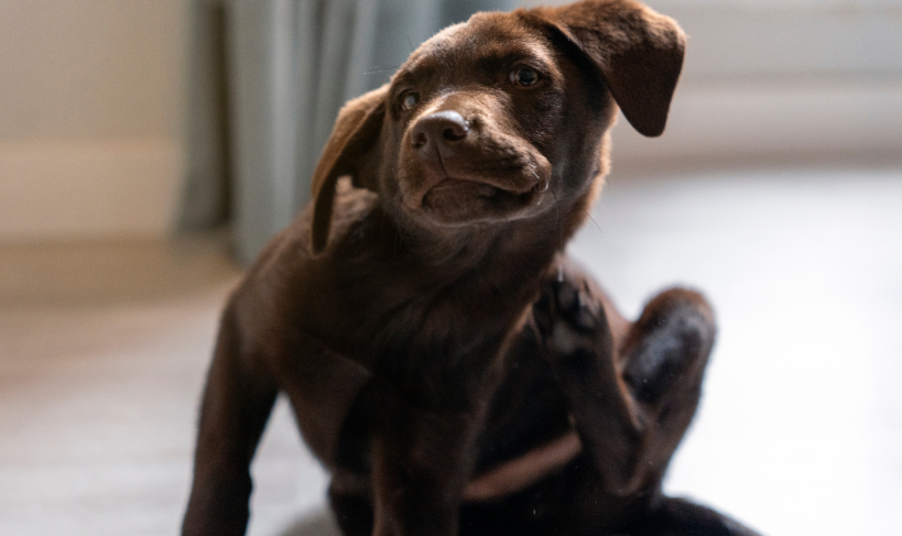 Pulgas en perros: cómo eliminarlas y prevenirlas